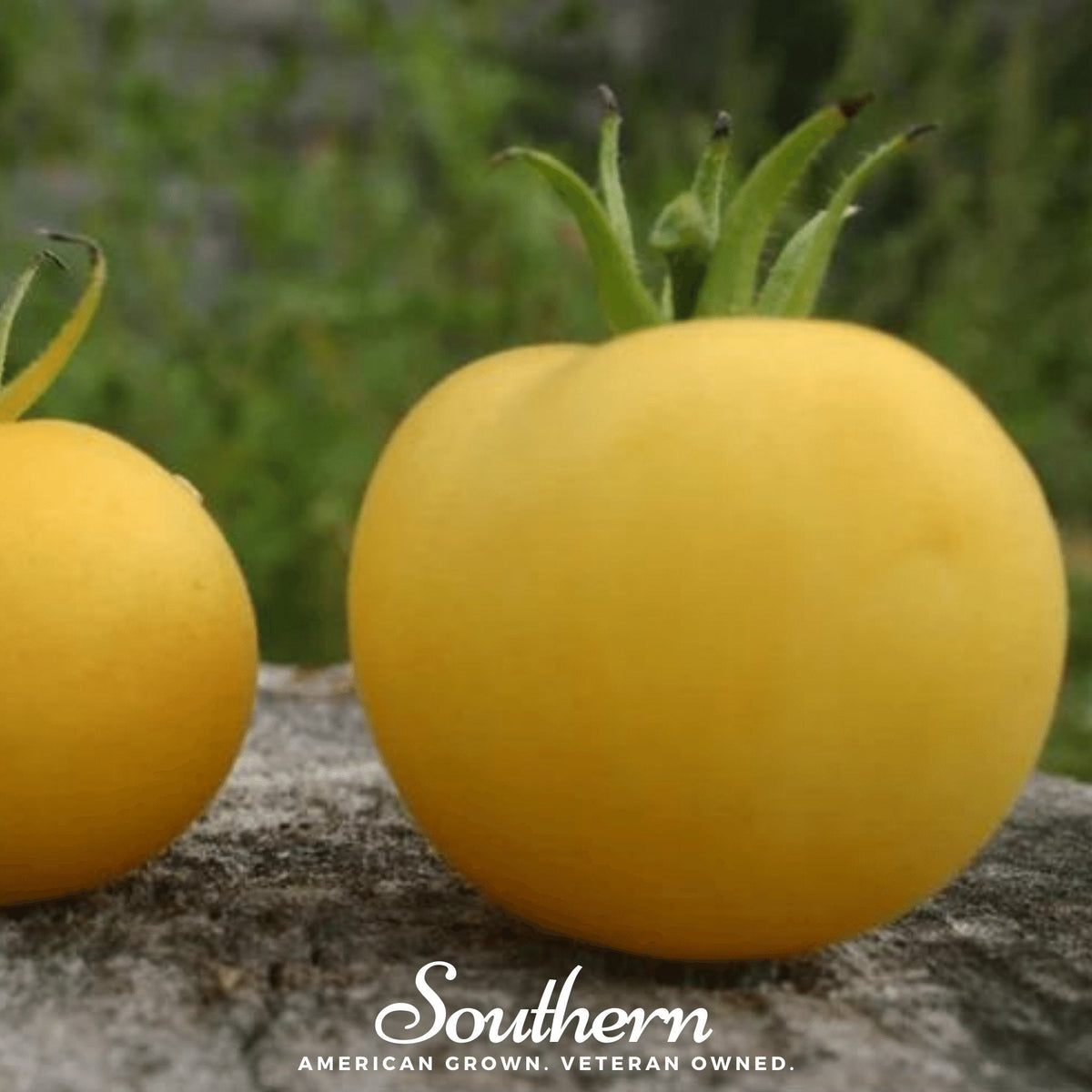 Garden Peach Tomato Seeds – Heirloom, Non-GMO, Indeterminate, Yellow Peach-Like Fruit, 50 Seeds