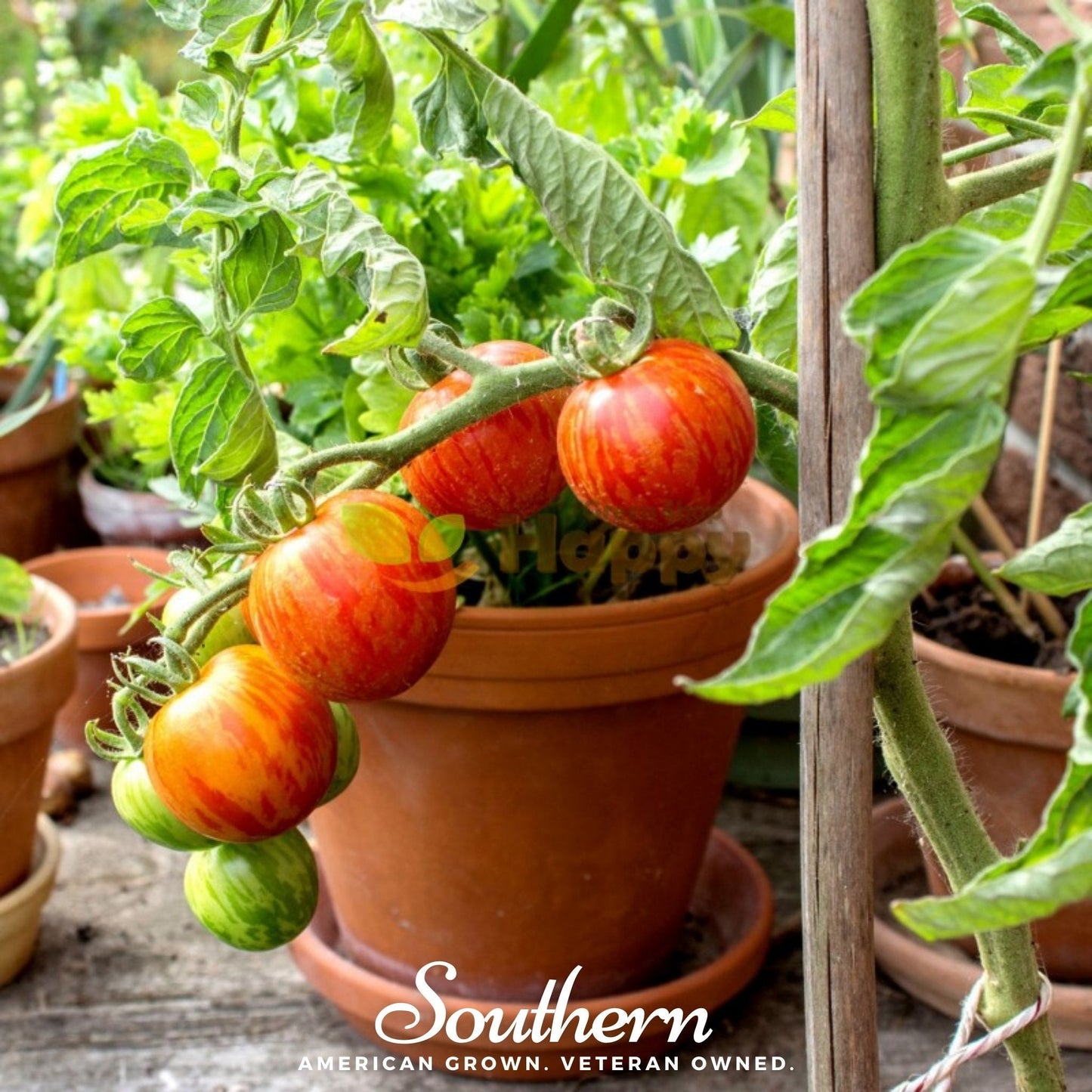 Tigerella Tomato Seeds – Heirloom, Non-GMO, Award-Winning, Traditional Old World Variety, 50 Seeds