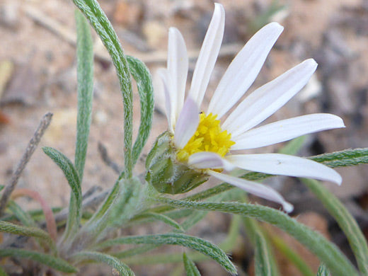 Townsendia fendleri Seeds – Fendler’s Easter Daisy, Rare Alpine Wildflower, Low-Growing Perennial, Pollinator-Friendly, Rock Garden Plant