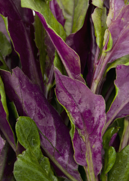 3 Okinawa Spinach Plants - Gynura crepioides | Live Starter Perennial | Edible Garden Green for Warm Climates & Containers