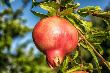 Pomegranate Cuttings - 8 Count - Punica granatum - Mature 9" Cuttings