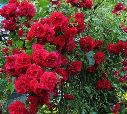 Rosa 'Blaze Improved' Climbing Rose, 6 Rooted Cuttings, Deciduous Vine, USDA Zones 5-9, Full Sun