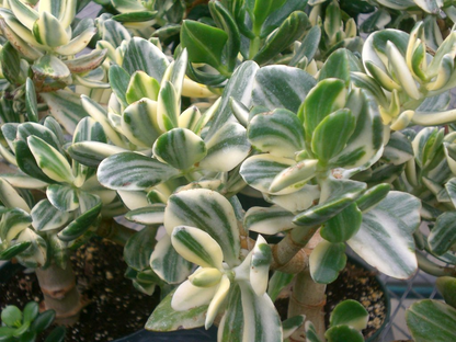 5 Cuttings Crassula Ovata Variegated Jade Lemon Lime Tri-Color Succulent Cactus