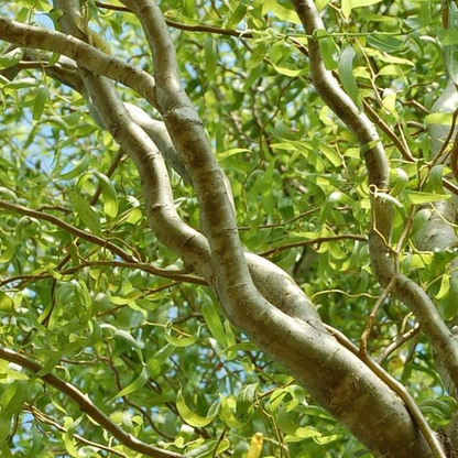 Corkscrew Willow Cuttings, Salix matsudana, 10 Live Stems, Curly Branches, USDA Zones 3-10, Fast Growing