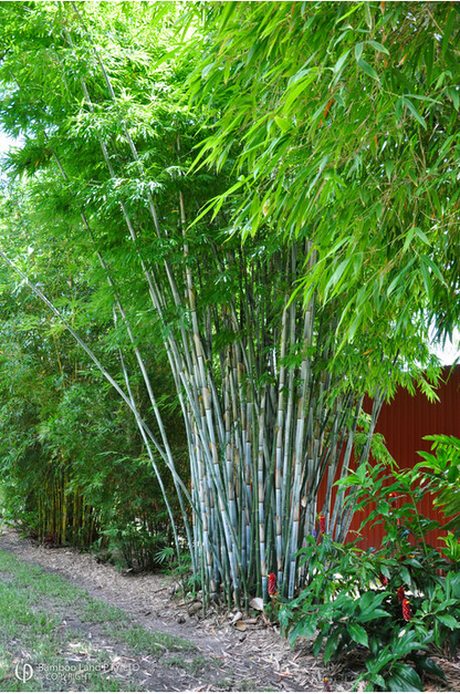 Thai Clumping Bamboo Cuttings, Bambusa dolichomerithalla 'Green Stripe', 12 Live Culms, USDA Zones 9-11, Privacy Screen