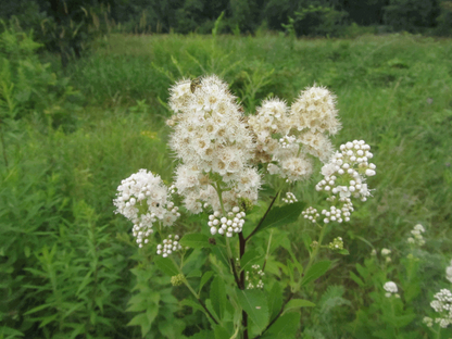 White Meadowsweet Cuttings - 10 Live 6-10" Cuttings, Spiraea alba, Native Perennial