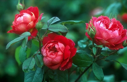 4 Cuttings Benjamin Britten English Rose 5-7 Inches Rosa Shrub Flower Propagation