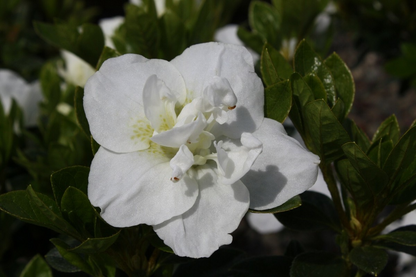 Hardy Gardenia Azalea Rhododendron - Deciduous Starter Plant with Double White Blooms