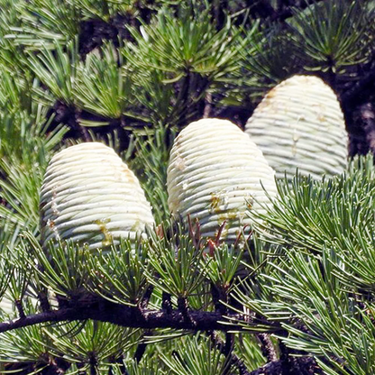 5 Seeds Cedrus Libani (Lebanon Cedar) for Planting - Evergreen Conifer Tree, Drought-Tolerant, Mediterranean Tree, Landscape & Garden Use