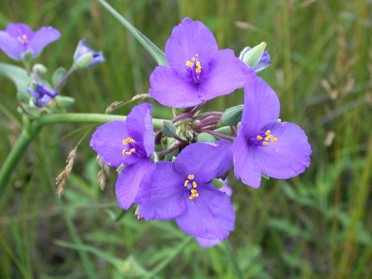 100 Seeds Western Spiderwort (Tradescantia occidentalis) Native Perennial Wildflower for Prairie Gardens & Pollinators