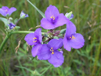 100 Tradescantia occidentalis Seeds | Western Spiderwort | Native Perennial Wildflower for Prairie Gardens & Pollinators