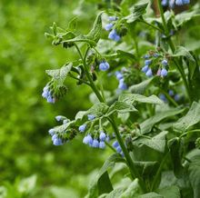 True Comfrey Seeds – Heirloom Perennial for Organic Gardening, Compost Tea & Fertilizer – Symphytum officinale