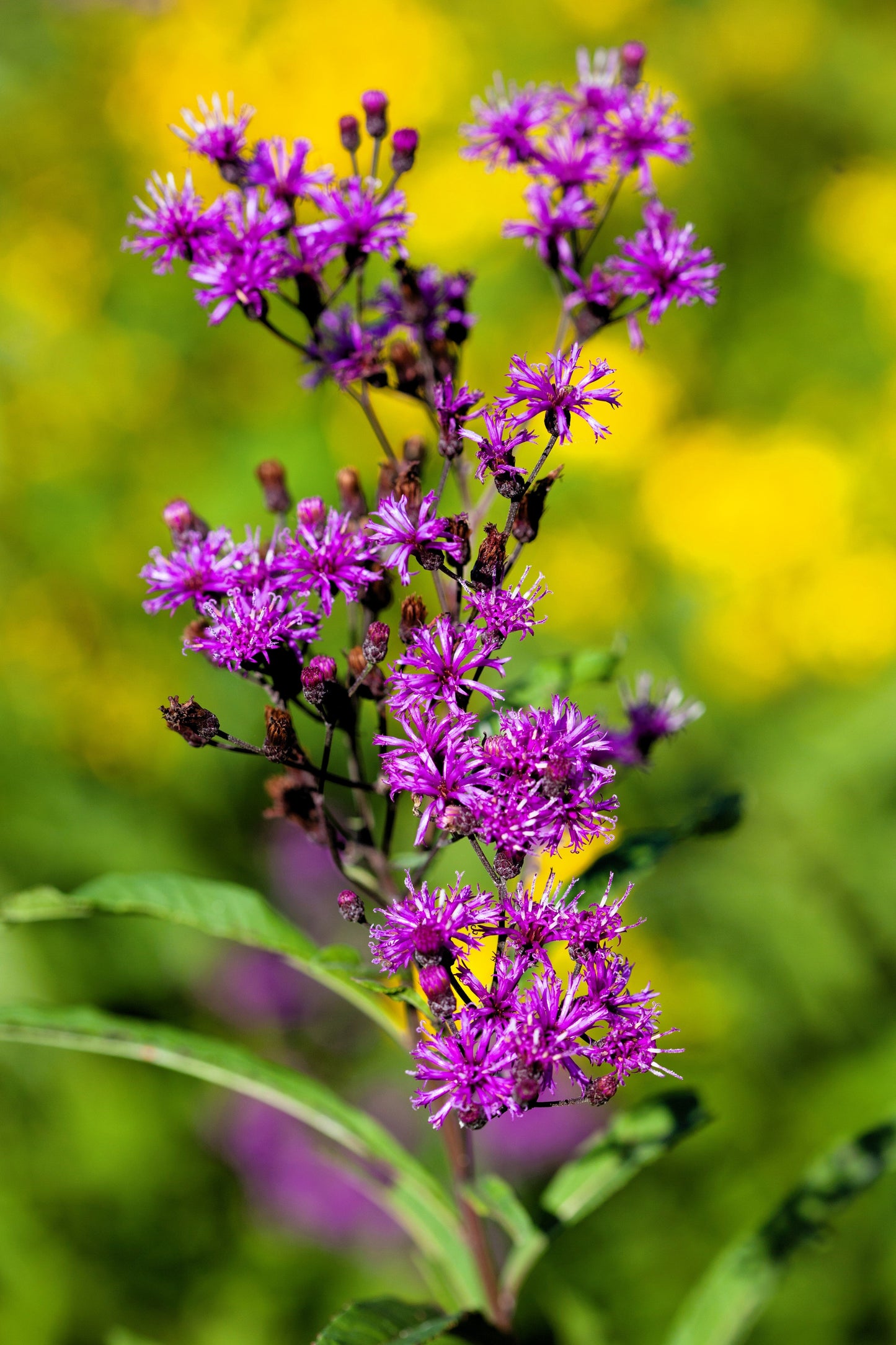 100 MISSOURI IRONWEED Monarch Flower Native Purple Vernonia Missurica Seeds