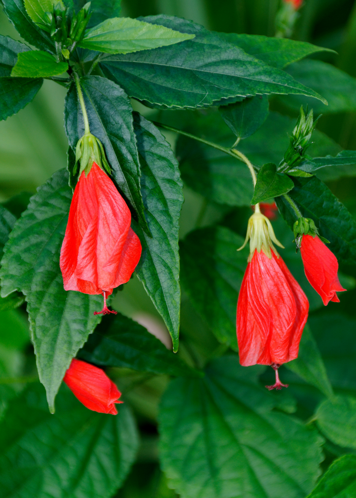 Turk's Cap Shrub - Vibrant Red Edible Flowers, Butterfly and Hummingbird Attractant, Malvaviscus arboreus