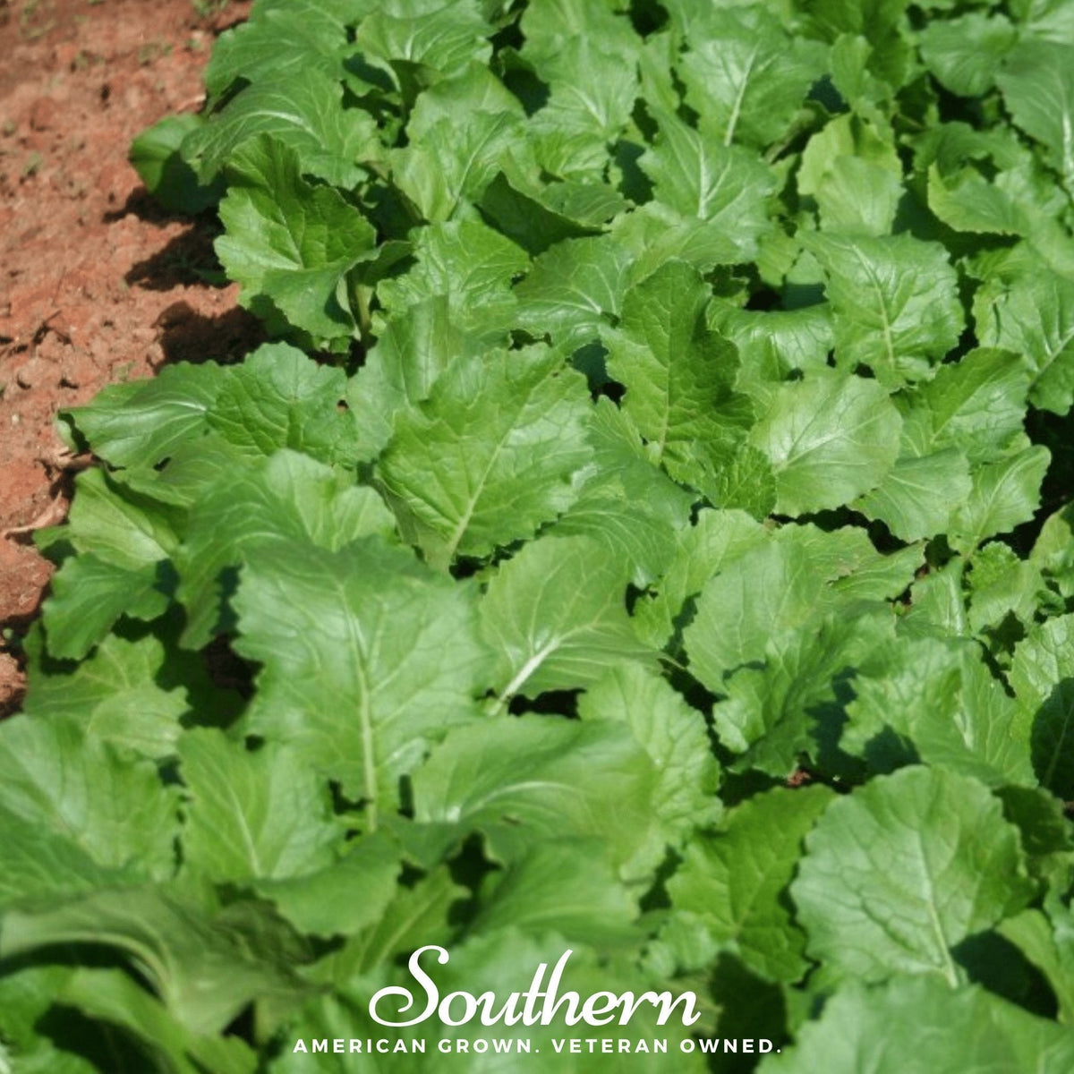 Seven Top Turnip Seeds – Heirloom Greens, 100 Non-GMO Brassica rapa, Fast-Growing, Cool-Weather, Edible Leafy Tops