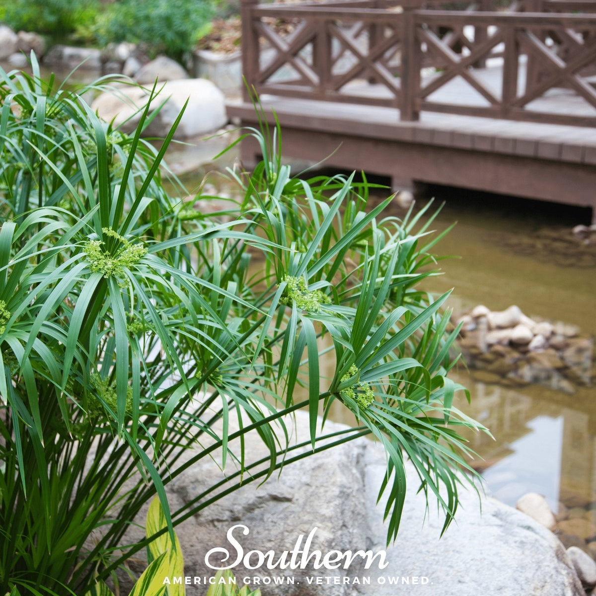 Umbrella Plant Seeds – 50 Non-GMO, Moisture-Loving, Madagascar Native, Tropical Sedge for Indoor & Outdoor Growth
