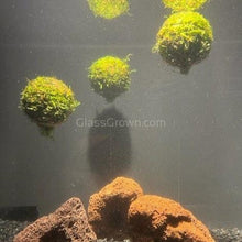 Java Moss Floating Ball