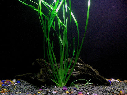 8 Species Aquarium Plants Bundle – Anacharis, Hornwort, Amazon Sword, Moneywort, Ludwigia and Cryptocoryne