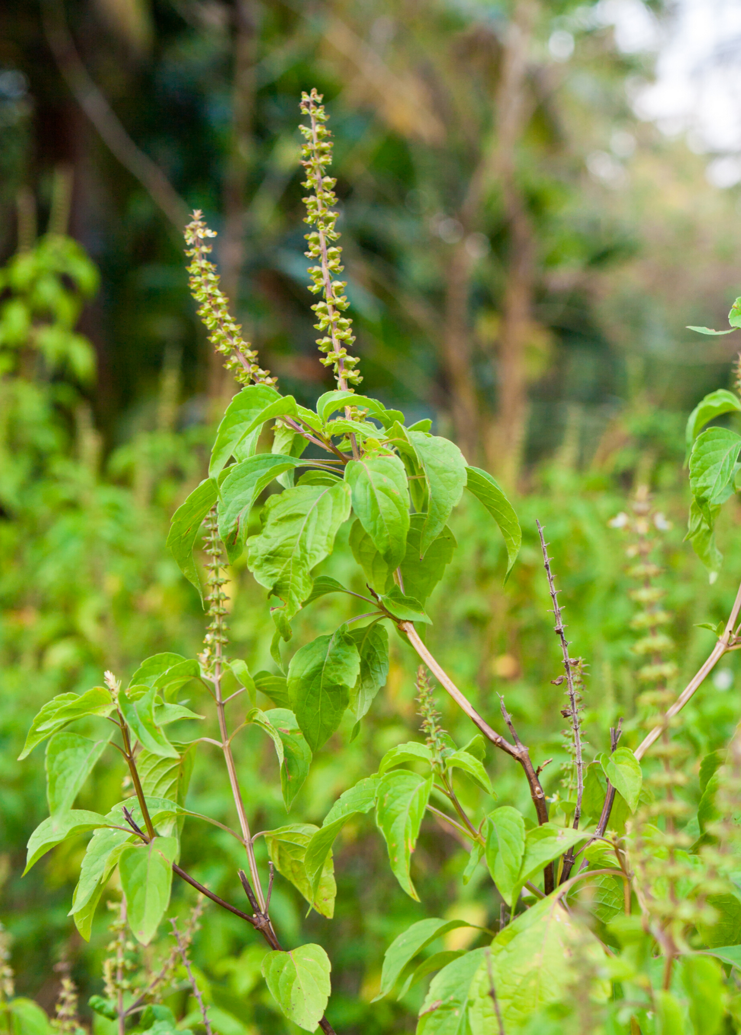 Vana Tulsi Plant (Ocimum gratissimum) - Aromatic Holy Basil for Medicinal & Pest Repellent Use
