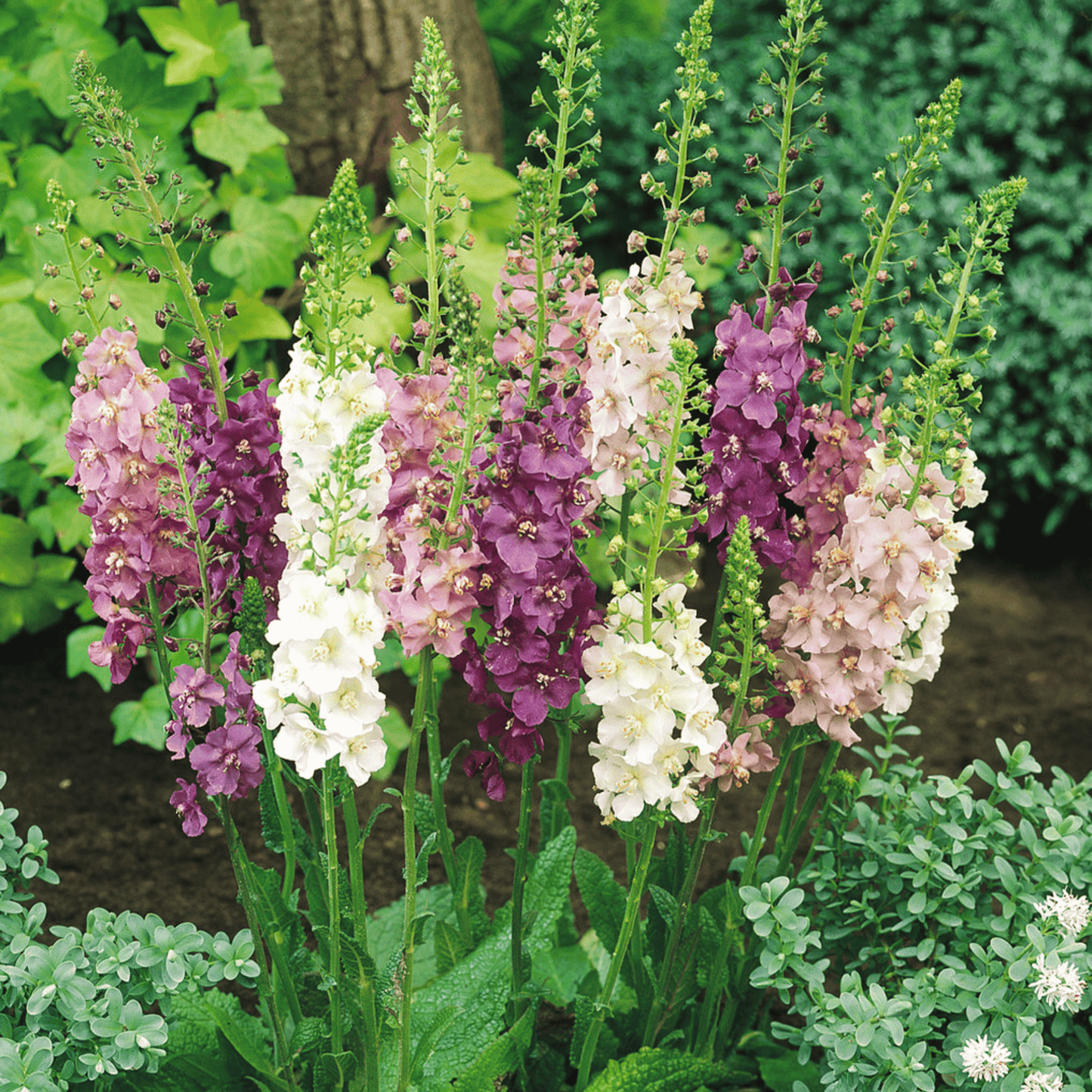 Verbascum Mullein Mix Seeds – Heirloom Perennial with Purple, Pink & White Saucer-Shaped Flowers, 100 Seeds