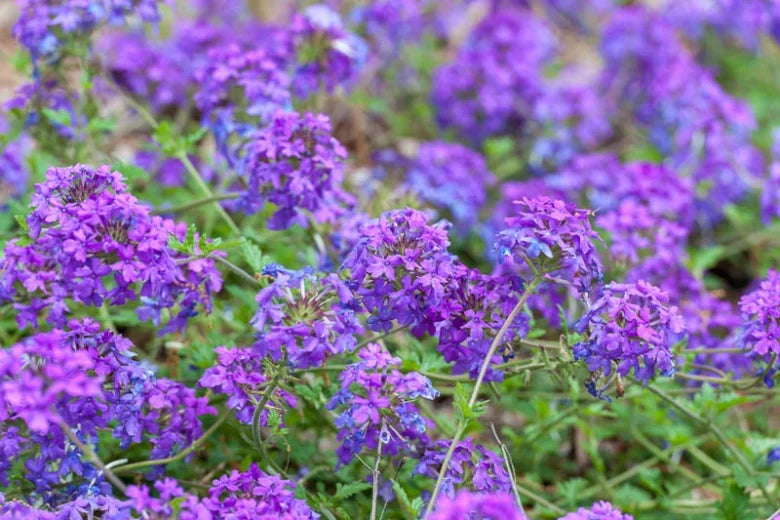 Live Homestead Purple Verbena Plant - Perennial Groundcover in 1 Pint Pot with Vibrant Purple Flowers, Verbena canadensis