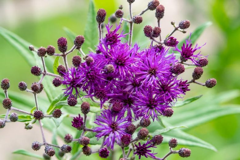 Vernonia angustifolia Seeds, Native Perennial Wildflower, Purple Blooms, Pollinator Plant, 100 Seeds