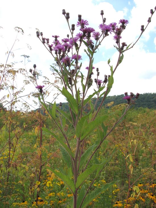Vernonia Noveboracensis Seeds – Native Wildflower, Purple Blooms, Pollinator Plant, New York Ironweed, Perennial Seed Pack