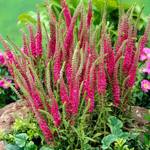 Live Red Fox Speedwell Plant - Veronica spicata - Perennial in 1 Pint Pot - Bright Pink Spikes for Borders, Pollinators & Containers