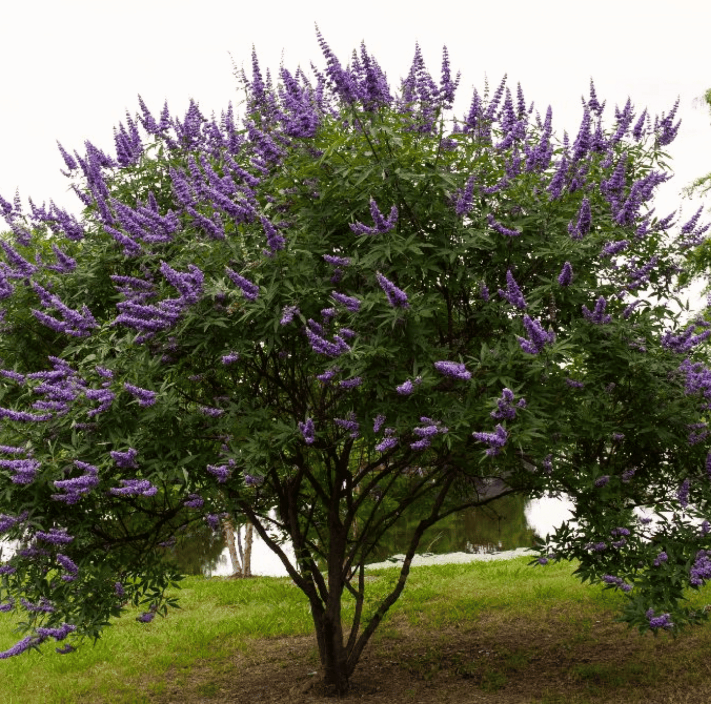 Vitex Seeds - Heirloom Chaste Tree, Texas Lilac, Lavender-Blue Flowers, Pollinator Magnet, Drought Tolerant, Perennial Shrub