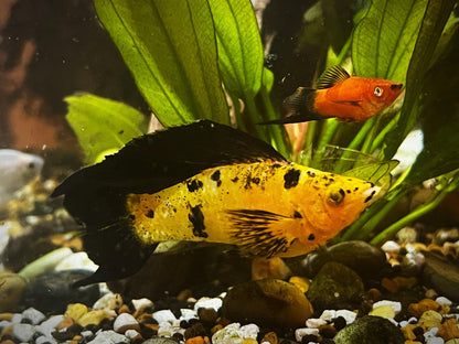 Assorted Leopard Molly