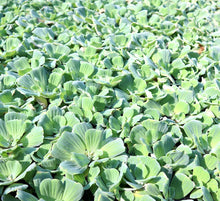 Water Plants Set - 3 Medium Water Hyacinth & 3 Water Lettuce - Floating Live Aquatic Plants for Ponds (Eichhornia crassipes, Pistia stratiotes)