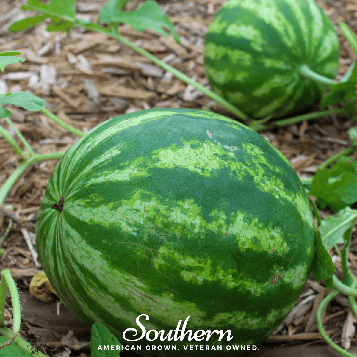 Crimson Sweet Watermelon Seeds – Heirloom, All-American Selections Winner, Juicy Bright Red Flesh, Disease Resistant, 25 Seeds