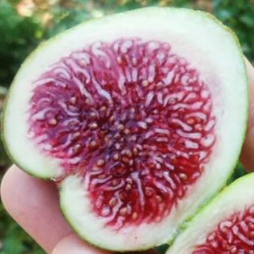 Rockaway Green Fig Cutting - Unrooted 8"+ Ficus carica Rare Green Skin Red Pulp Propagation