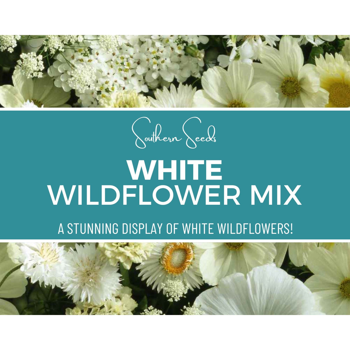 White Wildflower Seed Mix – 100 Heirloom, Non-GMO, Annual & Perennial Flowers for Moon Gardens, Pollinators, Wildflower Meadow