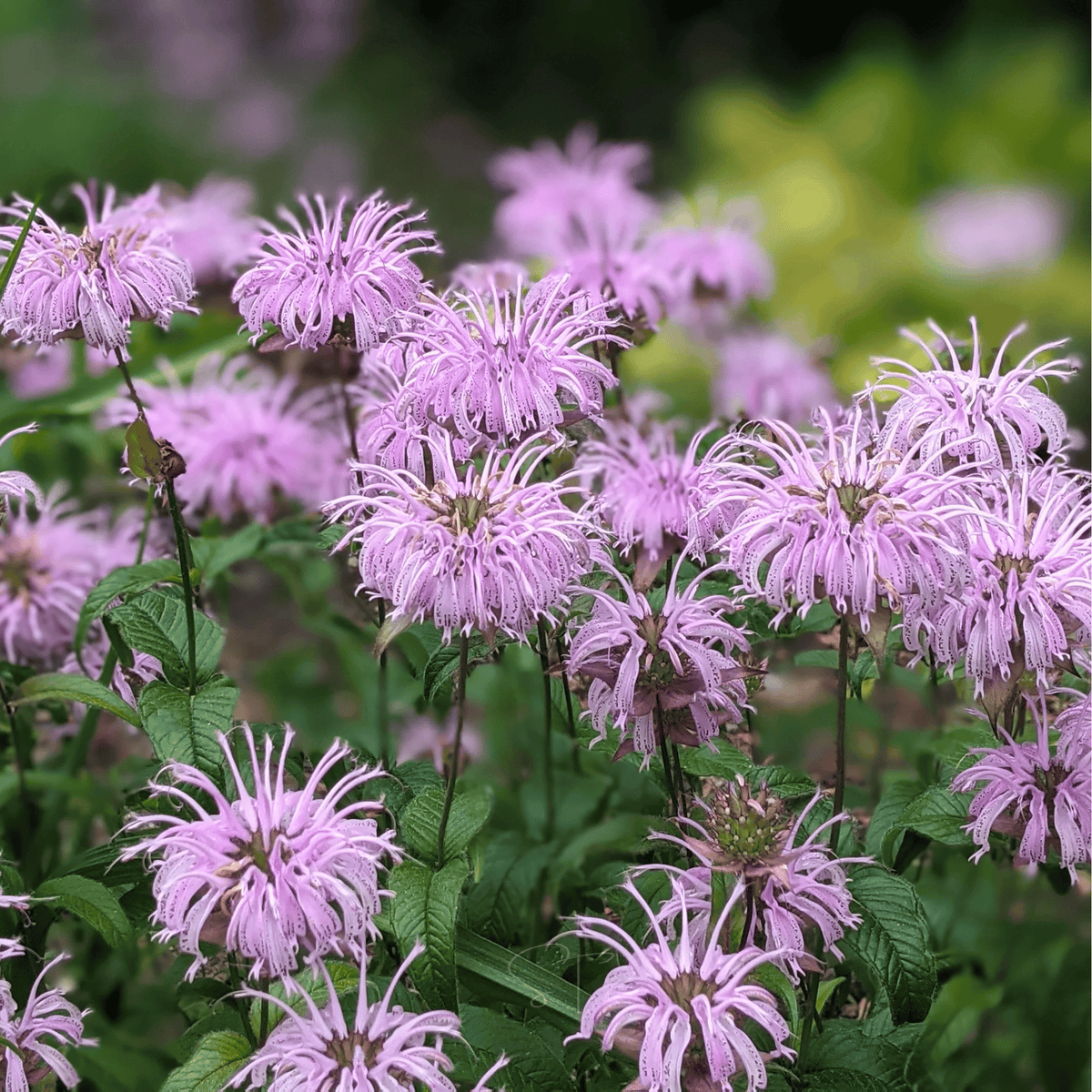 Wild Bergamot Bee Balm Seeds – Monarda fistulosa Native Perennial for Pollinator Gardens, Lavender-Pink Flowers, Aromatic Leaves, 100 Seeds