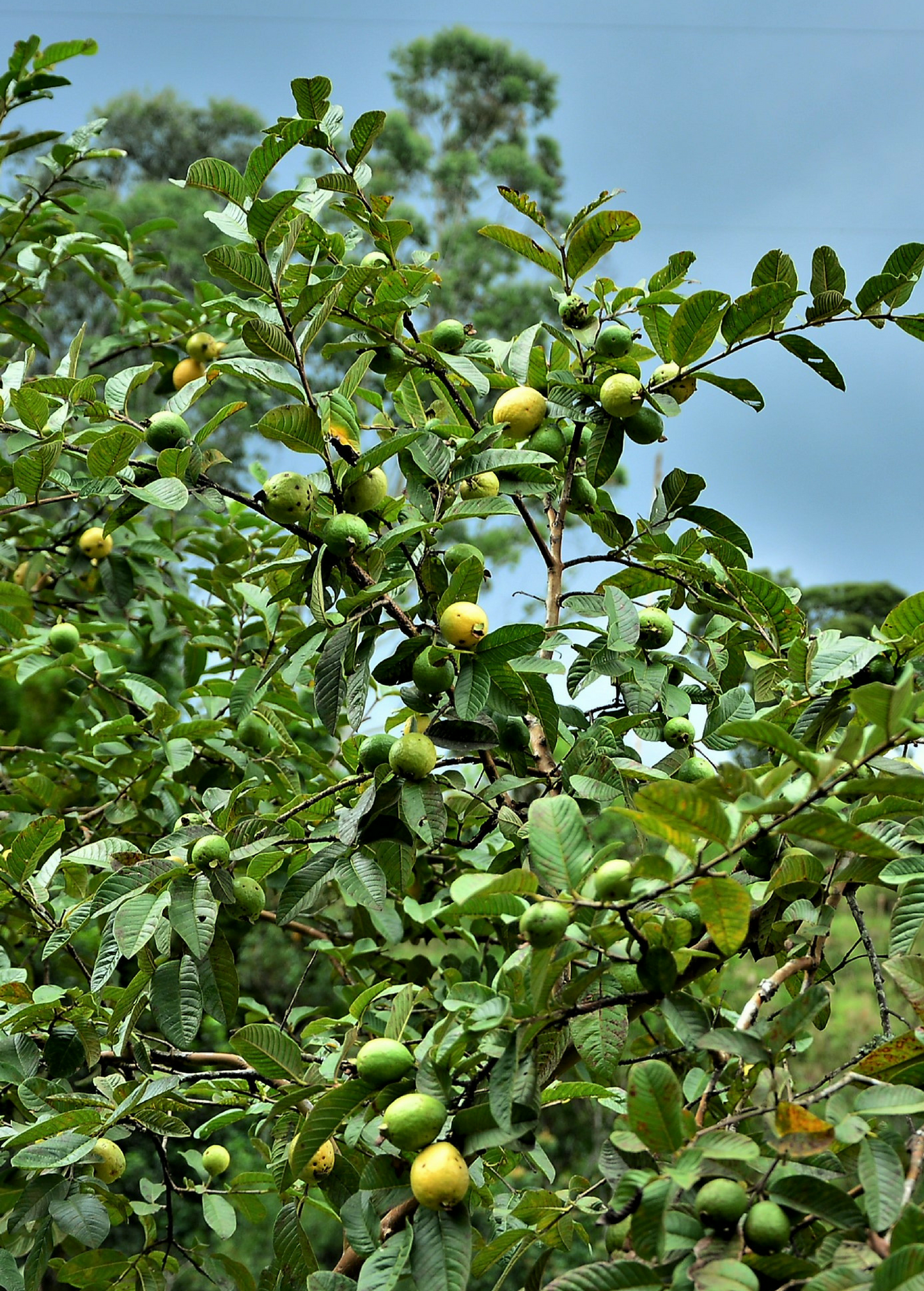 Wild Florida Guava Tree, Dwarf Tropical Fruit Tree, Psidium guajava, Edible Yellow Guava with Pink Flesh