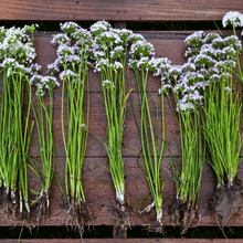 Wild Garlic – 25 Seeds