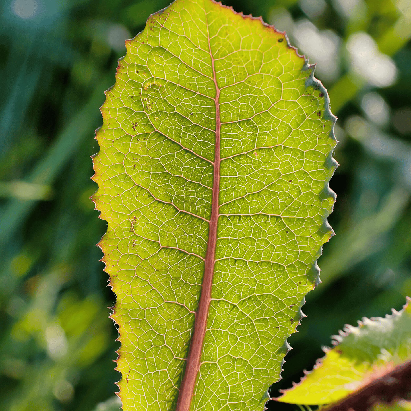Wild Lettuce Seeds – Heirloom Lactuca virosa – Edible Young Leaves & Medicinal Herb – 20 Seeds
