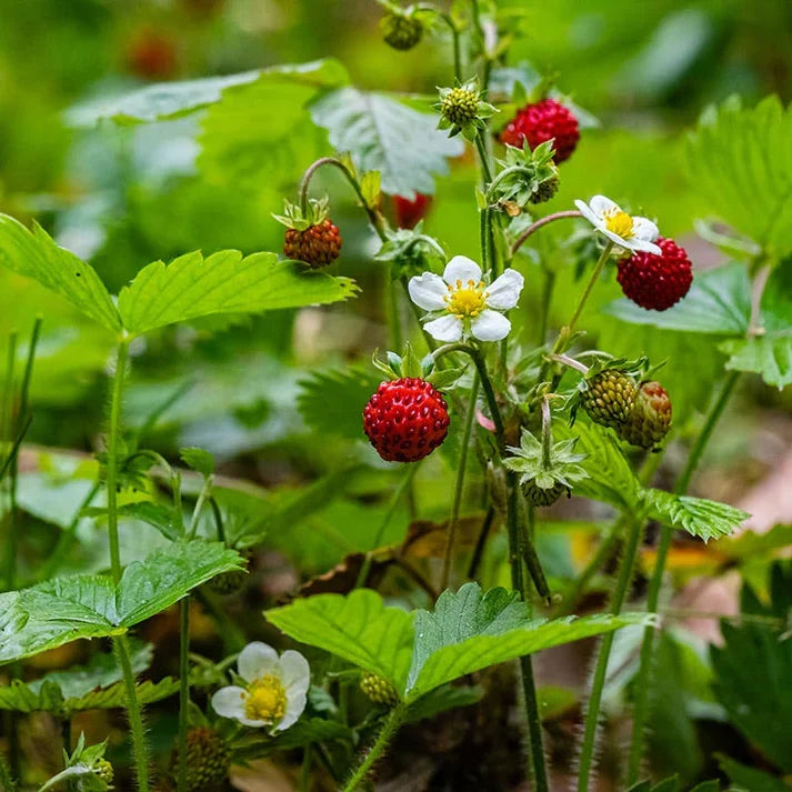 Wild Strawberry Plant Bare Root | Fragaria vesca | Edible Ground Cover | Perennial Berry Plant