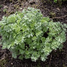 Wormwood – 200 Seeds