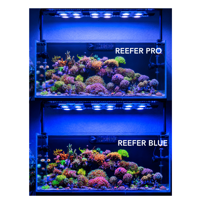 X4 Beast Mode SPS Lighting Bundle All Sizes