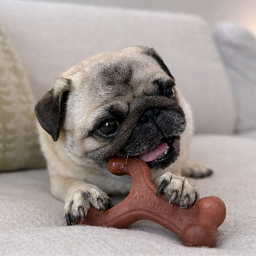 Nylabone Strong Chew Wishbone Dog Chew Toy Bacon Small