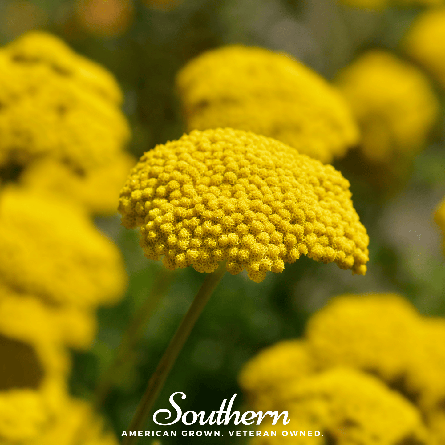 Golden Parker Yarrow Seeds – Achillea filipendulina Perennial, Drought-Tolerant, Golden Yellow Flowers, Heirloom, 100 Seeds
