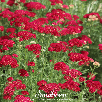 Red Yarrow – 100 Seeds