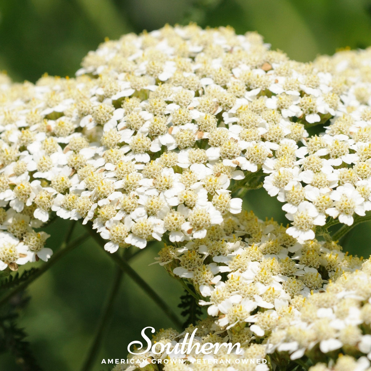White Yarrow Seeds – Achillea millefolium – Heirloom, Drought-Tolerant, Pollinator-Friendly, Perennial, 100 Seeds