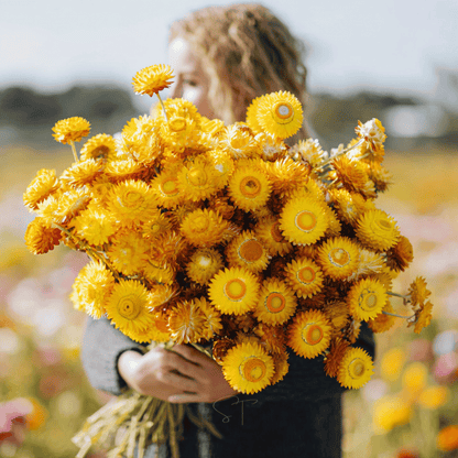 Yellow Strawflower – 100 Seeds