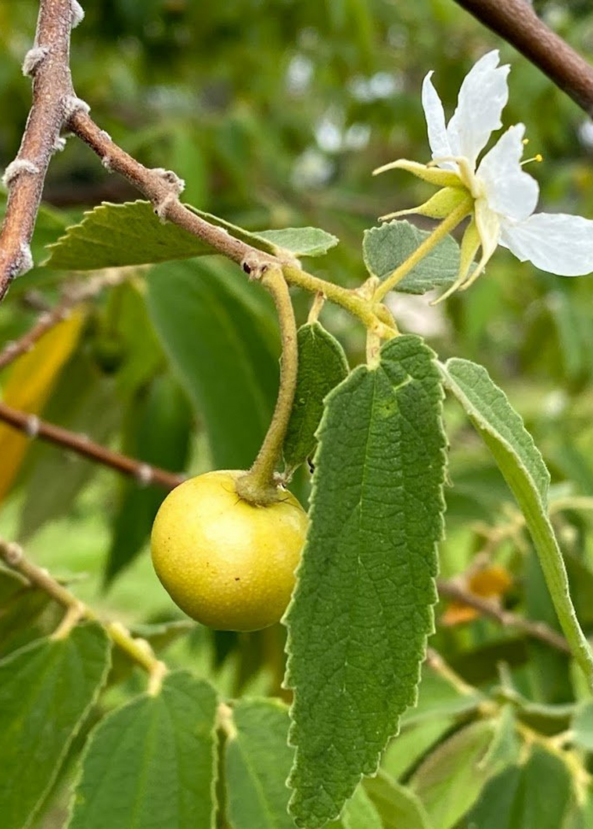 Yellow Strawberry Tree Seedlings - Fast-Growing Tropical Fruit Tree Muntingia calabura, Yellow Berries