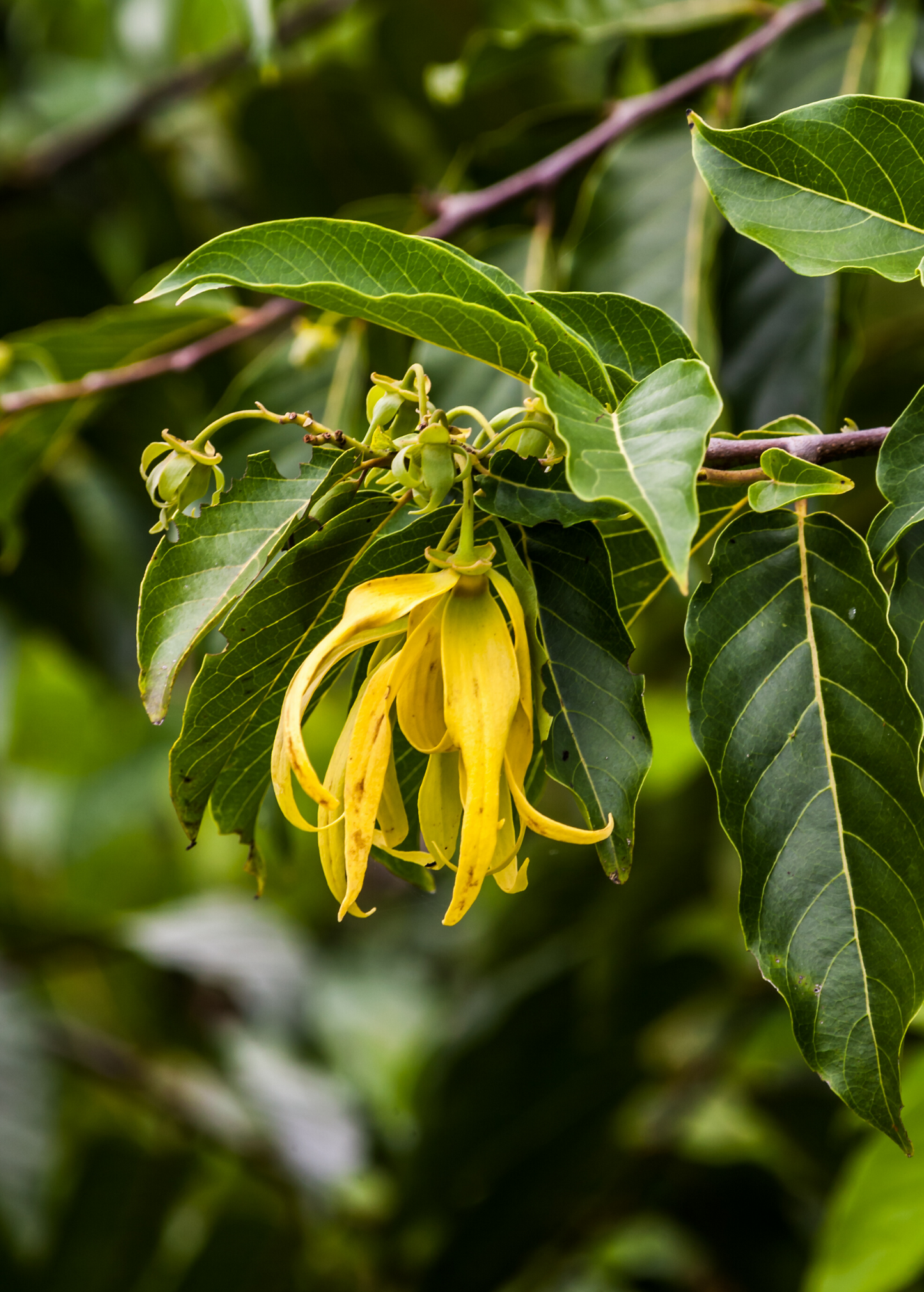 Ylang Ylang Flowering Plant | Cananga odorata | Tropical Fragrance Tree for Perfume & Aromatherapy