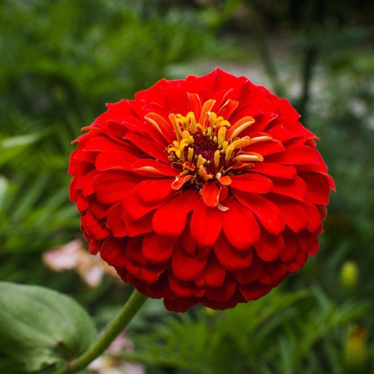 Cherry Queen Zinnia Seeds – 100 Non-GMO Flower Seeds for Sunny Borders, Butterfly, Hummingbird & Bee Friendly Gardens, Zinnia elegans