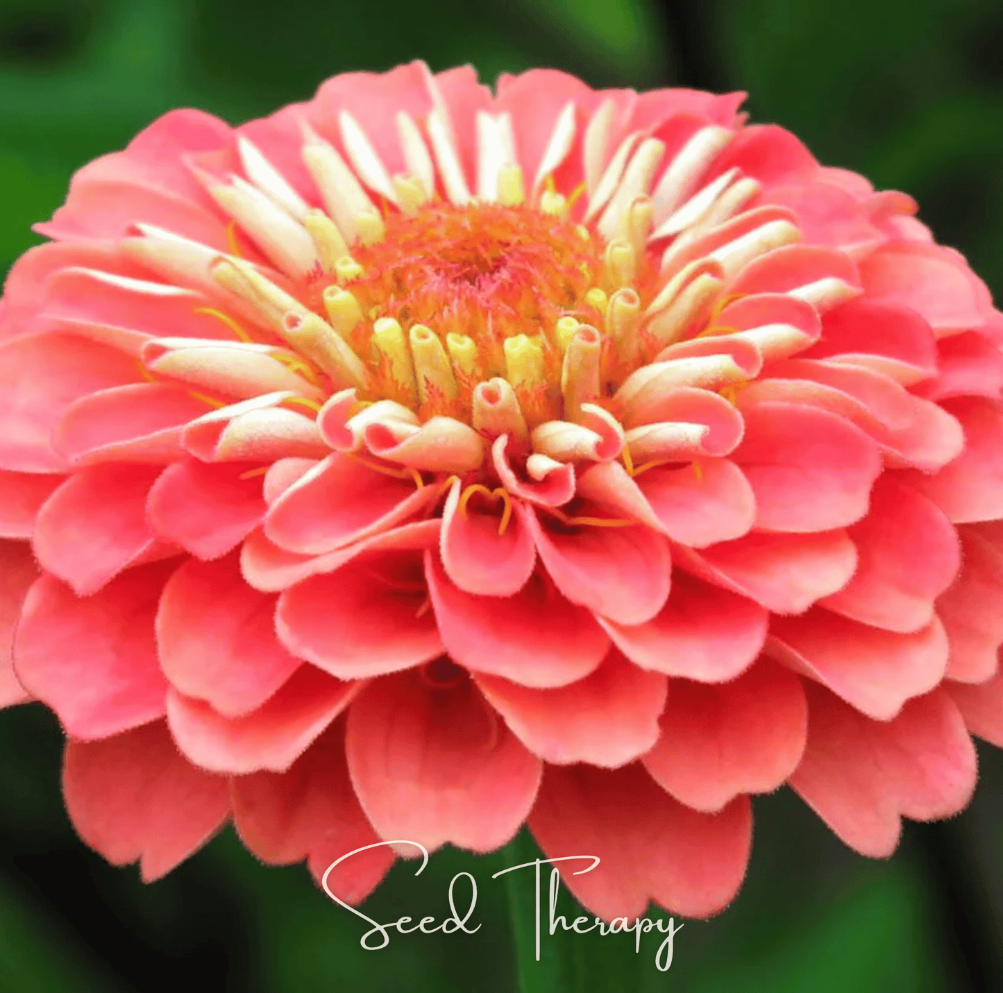 Coral Zinnia Seeds 100 Heirloom Open Pollinated Zinnia elegans Bright Coral-Pink Flower Annual Pollinator Magnet